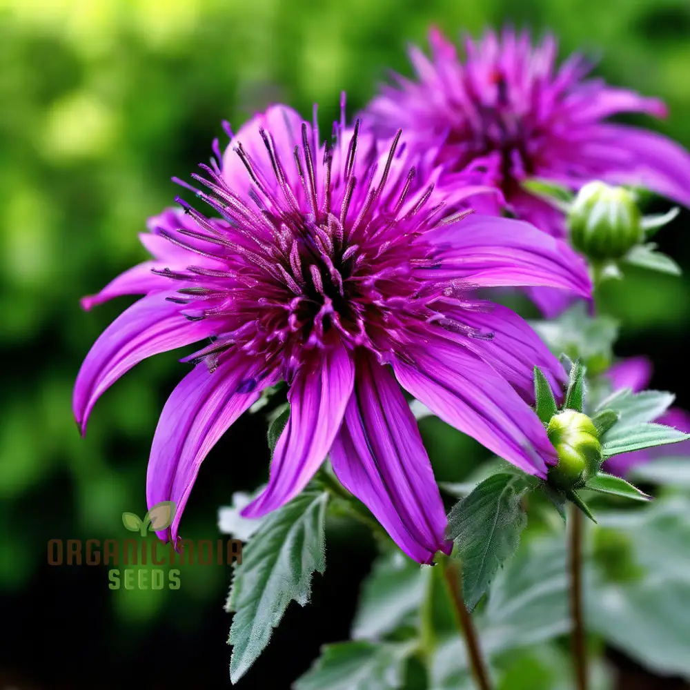 Purple Monarda didyma Flower Seeds, Vibrant and Fragrant Garden Blooms, Easy-to-Grow and Adding Color to Your Landscape