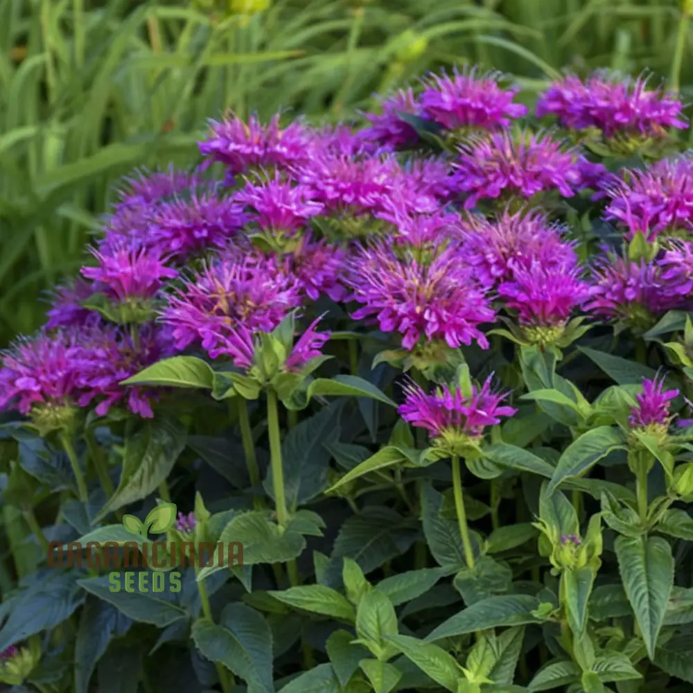Purple Monarda didyma Flower Seeds, Vibrant and Fragrant Garden Blooms, Easy-to-Grow and Adding Color to Your Landscape - Image 3