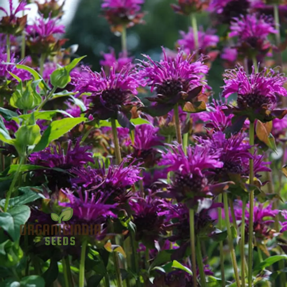 Purple Monarda didyma Flower Seeds, Vibrant and Fragrant Garden Blooms, Easy-to-Grow and Adding Color to Your Landscape - Image 4