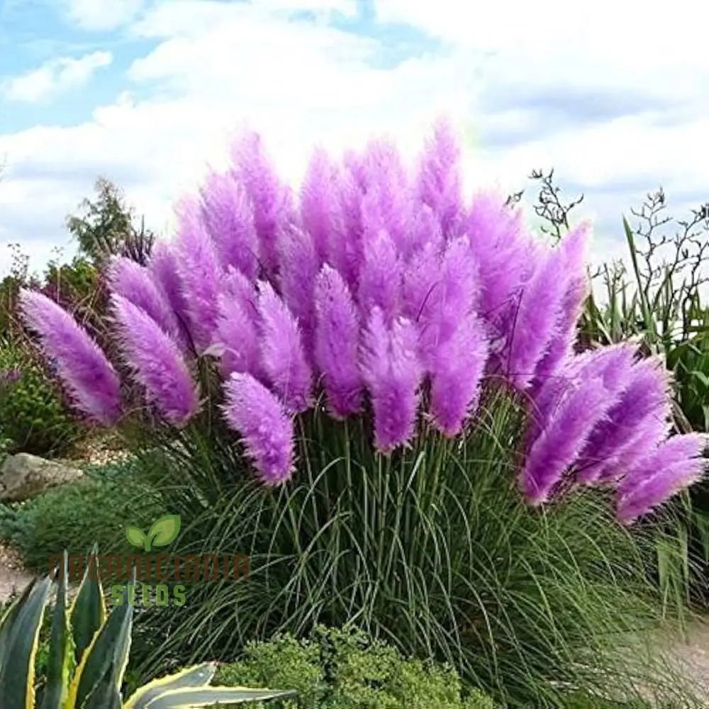 Purple Pampas Grass Seeds for Planting, Ultimate Guide for Growing Stunning Pampas Grass in Your Garden