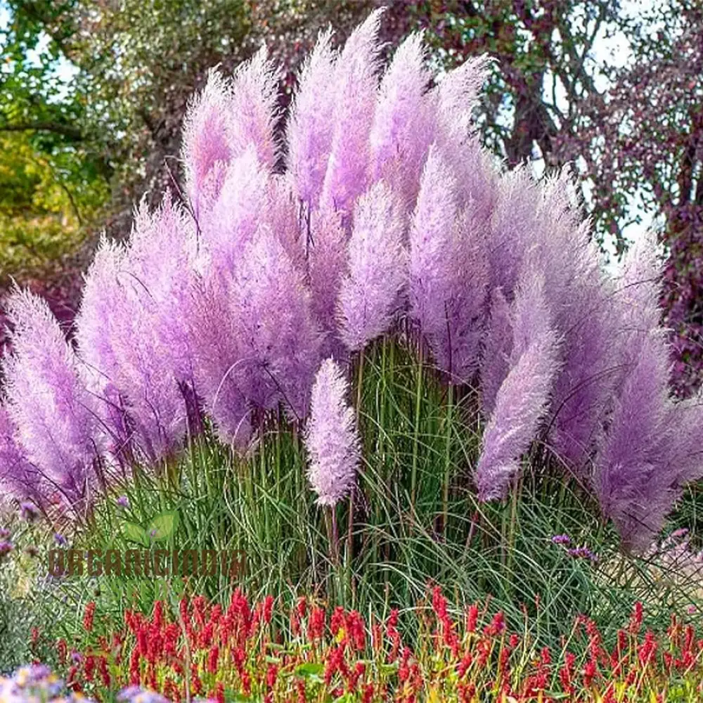 Purple Pampas Grass Seeds for Planting, Ultimate Guide for Growing Stunning Pampas Grass in Your Garden - Image 2