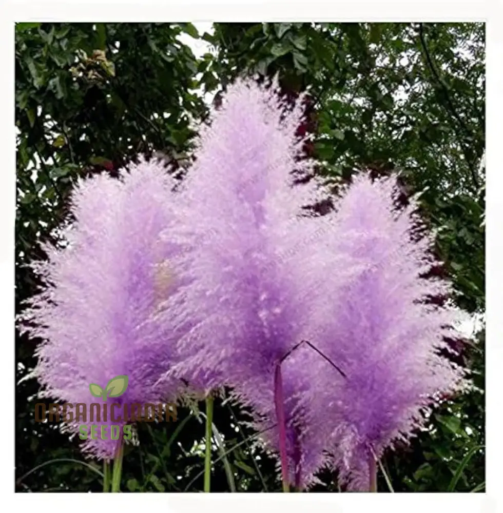 Purple Pampas Grass Seeds for Planting, Ultimate Guide for Growing Stunning Pampas Grass in Your Garden - Image 3