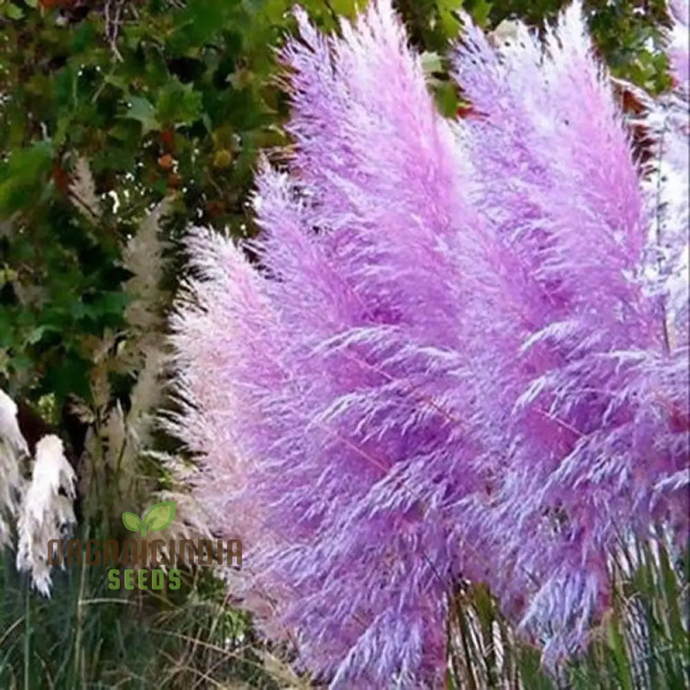 Purple Pampas Grass Seeds for Planting, Ultimate Guide for Growing Stunning Pampas Grass in Your Garden - Image 4