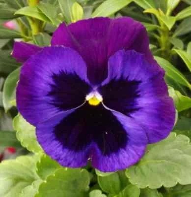 Purple Pansy Seeds – Rich Vibrant Blooms, Easy to Grow, Non-GMO