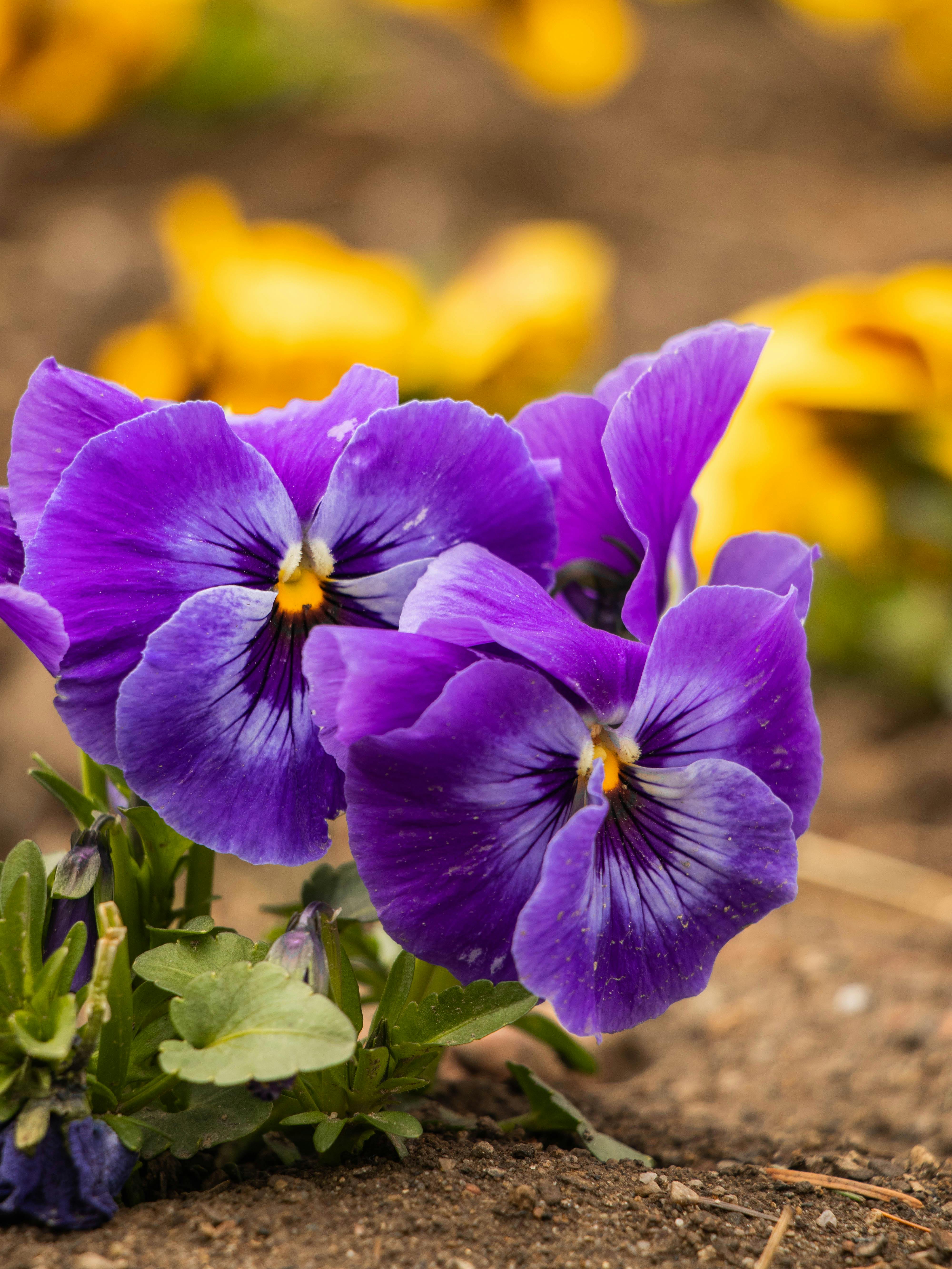 Purple Pansy Seeds – Rich Vibrant Blooms, Easy to Grow, Non-GMO - Image 3