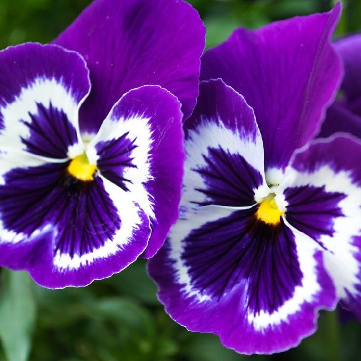 Purple Pansy Seeds – Rich Vibrant Blooms, Easy to Grow, Non-GMO - Image 4