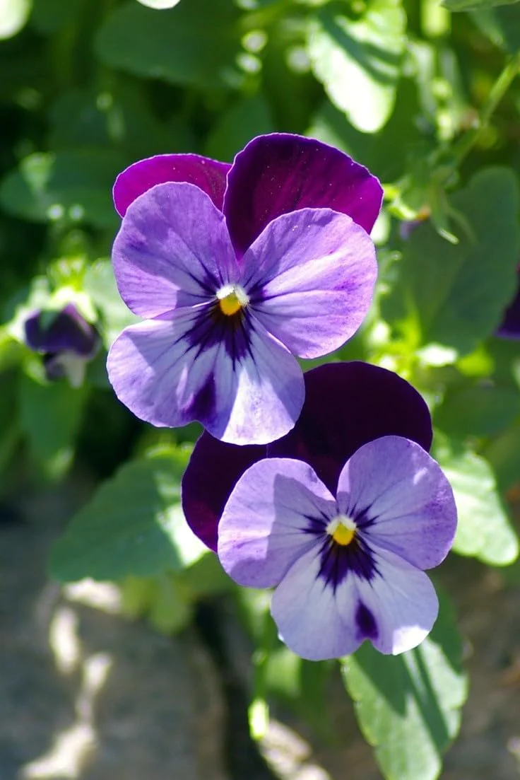 Purple Pansy Seeds – Rich Vibrant Blooms, Easy to Grow, Non-GMO - Image 5
