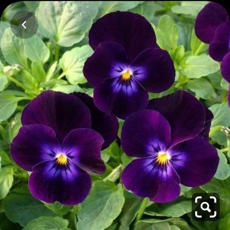 Purple Pansy Seeds – Rich Vibrant Blooms, Easy to Grow, Non-GMO - Image 6