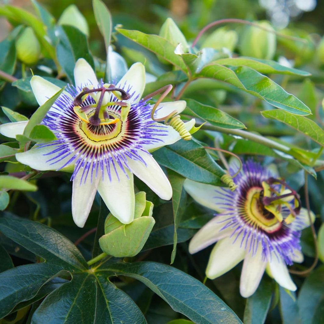 Purple Passion Flower Seeds