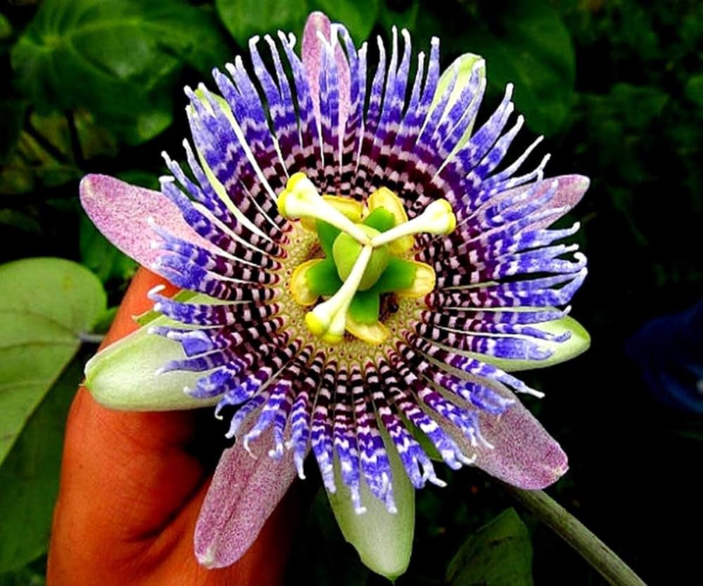 Purple Passion Flower Seeds - Image 4