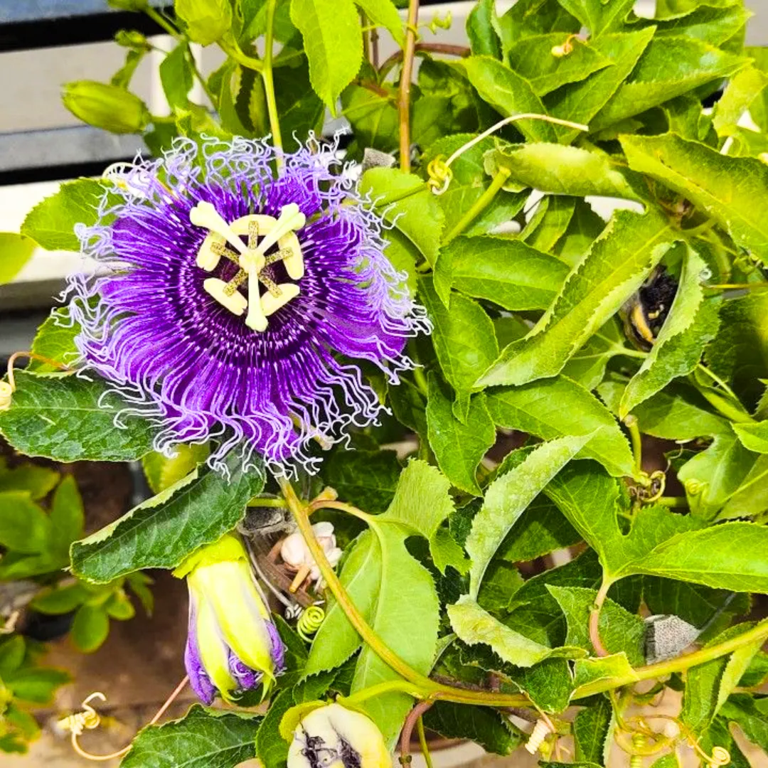 Purple Passion Flower Seeds - Image 5