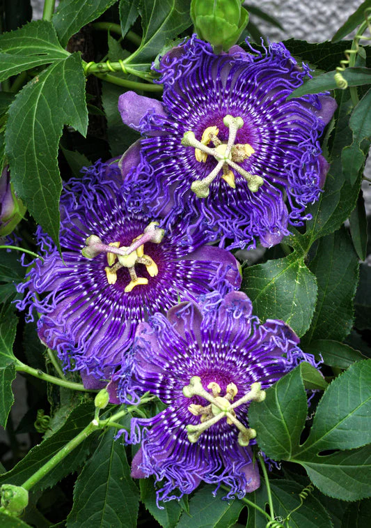 Purple Passion Flower Seeds - Image 6