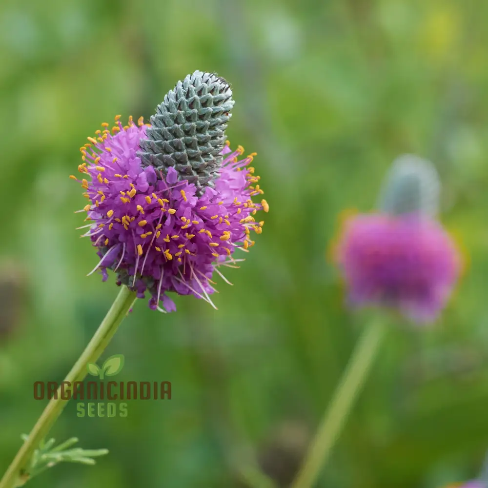 Purple Prairie Clover (Dalea purpurea) from Seeds, A Comprehensive Guide to Flower Seeds, Planting, and Gardening