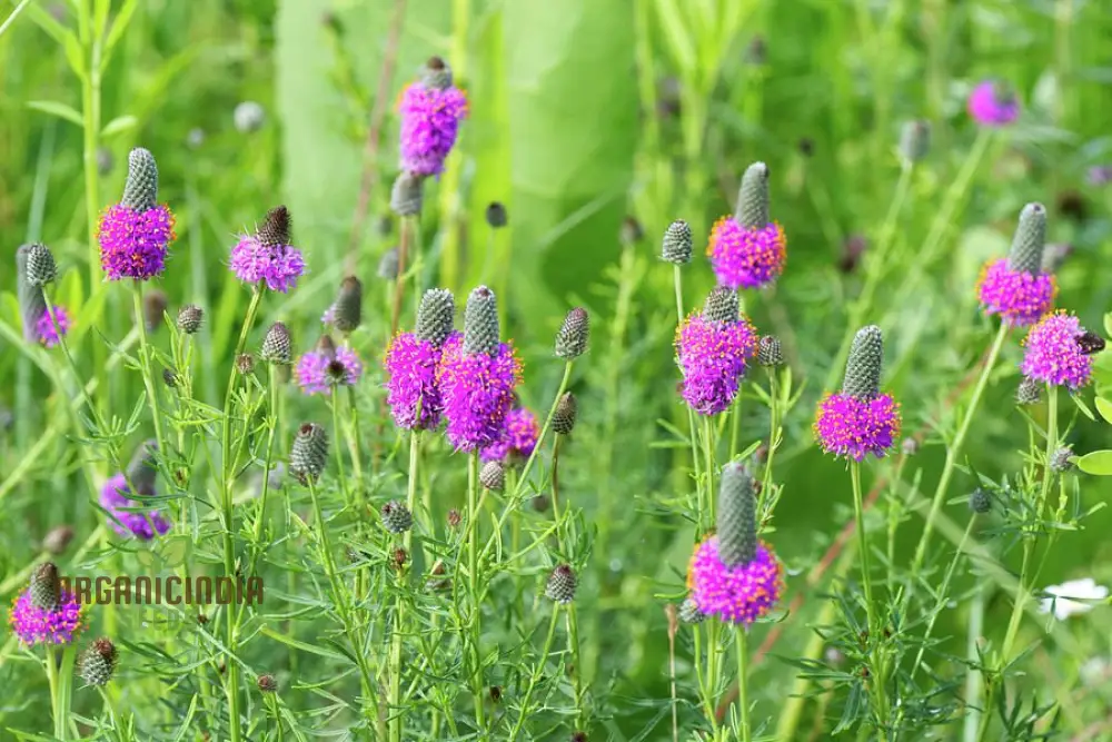 Purple Prairie Clover (Dalea purpurea) from Seeds, A Comprehensive Guide to Flower Seeds, Planting, and Gardening - Image 3