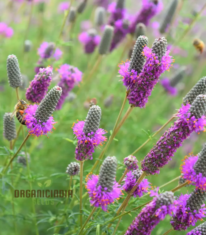 Purple Prairie Clover (Dalea purpurea) from Seeds, A Comprehensive Guide to Flower Seeds, Planting, and Gardening - Image 4