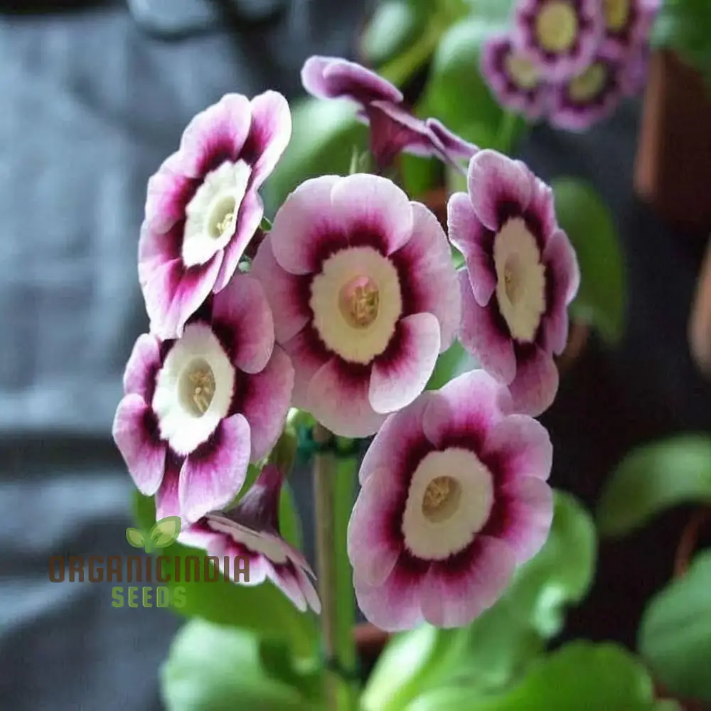 Purple Primula Imported Flower Seeds, Exotic Blooms, Easy to Grow, Adds Vibrant Color to Your Garden