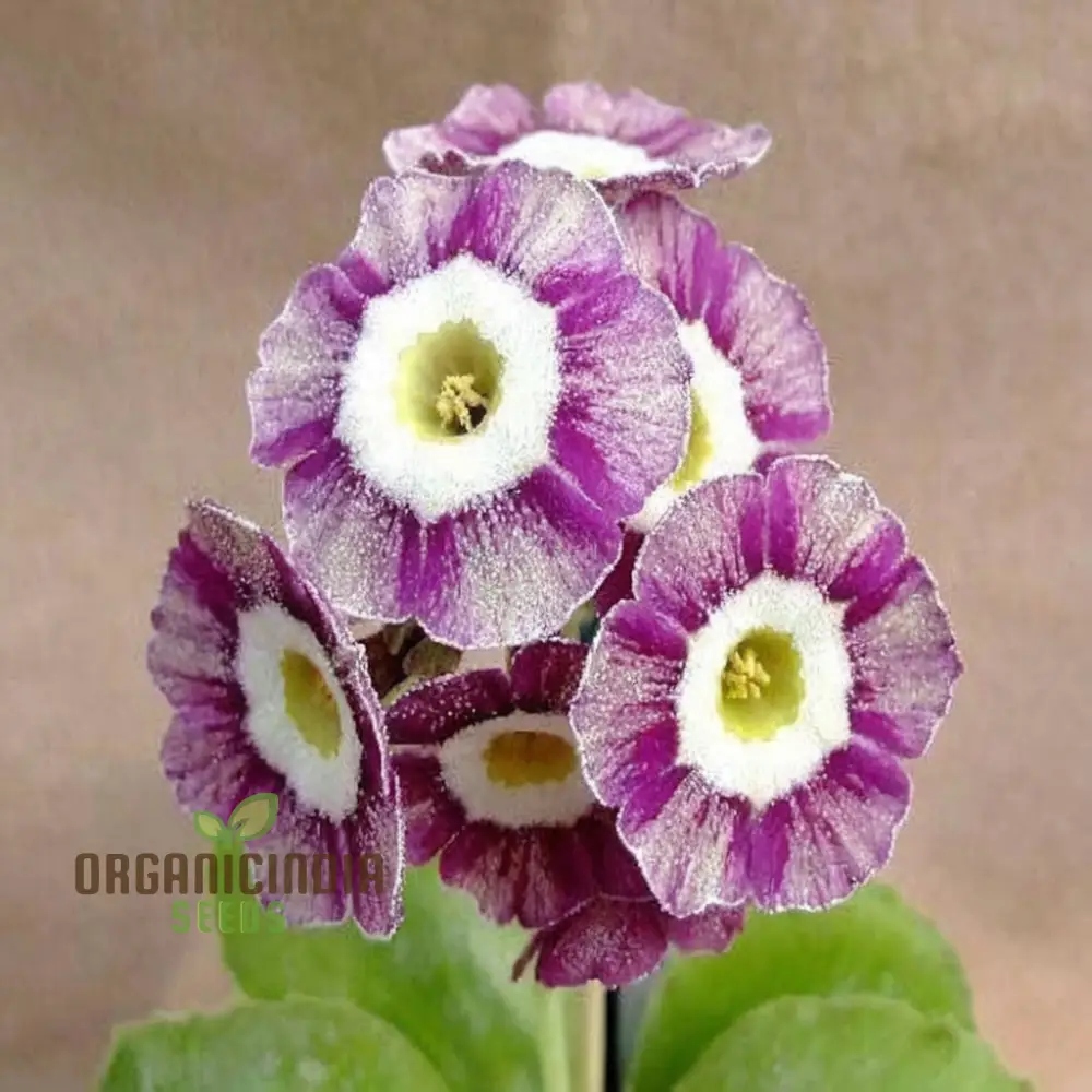 Purple Primula Imported Flower Seeds, Exotic Blooms, Easy to Grow, Adds Vibrant Color to Your Garden - Image 3