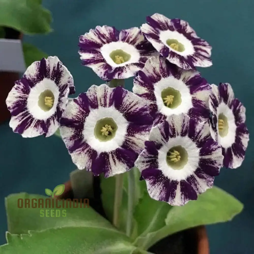 Purple Primula Imported Flower Seeds, Exotic Blooms, Easy to Grow, Adds Vibrant Color to Your Garden - Image 4