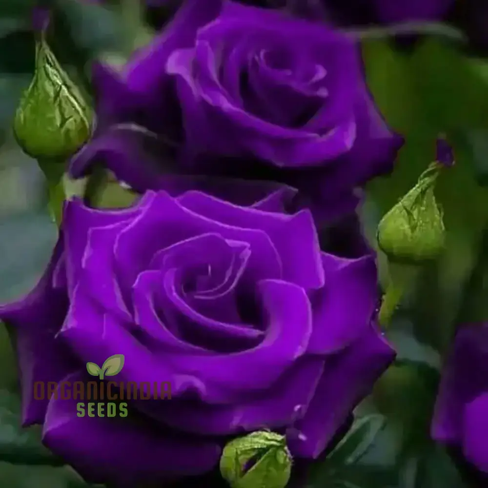 Purple Rose Flower Seeds, Easy to Grow Maintain China Rose for Stunning Home Gardening Landscaping, Premium Seeds for Planting