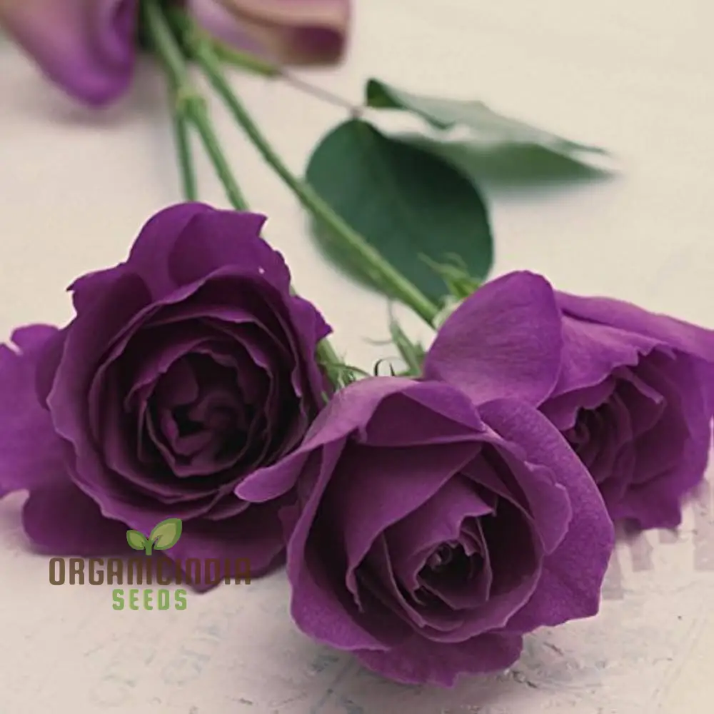 Purple Rose Flower Seeds, Easy to Grow Maintain China Rose for Stunning Home Gardening Landscaping, Premium Seeds for Planting - Image 3