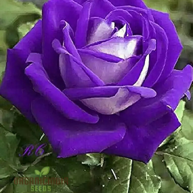 Purple Rose Flower Seeds, Easy to Grow Maintain China Rose for Stunning Home Gardening Landscaping, Premium Seeds for Planting - Image 4