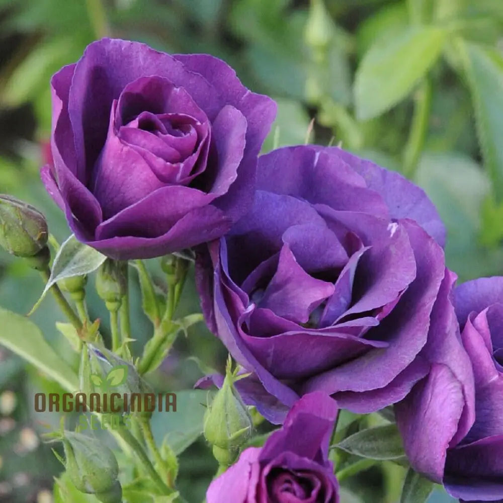 Purple Rose Flower Seeds for Planting, Stunning Garden Blooms, High Quality Rose Seeds for a Beautiful Flower Garden