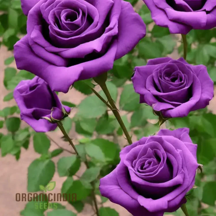 Purple Rose Flower Seeds for Planting, Stunning Garden Blooms, High Quality Rose Seeds for a Beautiful Flower Garden - Image 3