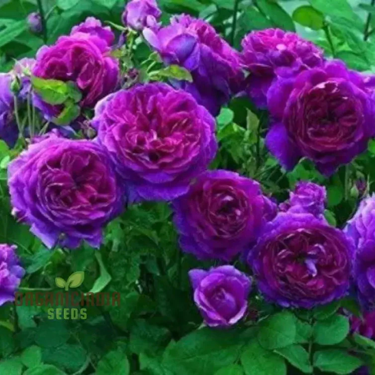 Purple Rose Flower Seeds for Planting, Stunning Garden Blooms, High Quality Rose Seeds for a Beautiful Flower Garden - Image 4