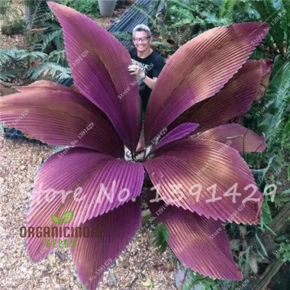 Purple Sago Palm Tree Seeds, Sago Palm Tree Seeds, Fresh Sago Palm Tree Seeds, Sago Palm Tree Seeds for Planting
