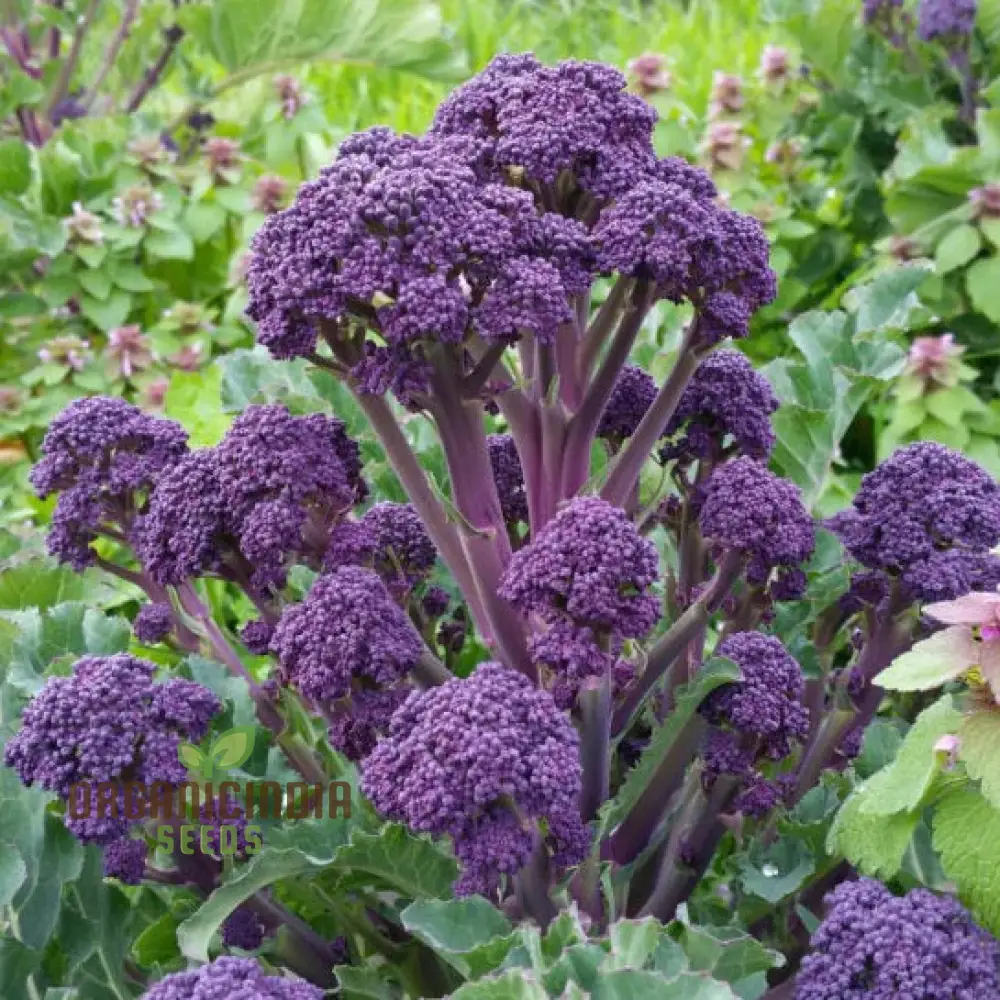 Purple Sprouting Broccoli Seeds for Planting - Premium Quality Gardening Seeds