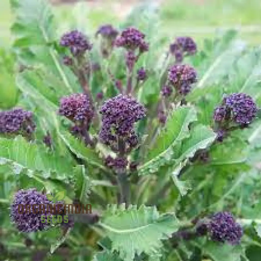 Purple Sprouting Broccoli Seeds for Planting - Premium Quality Gardening Seeds - Image 3