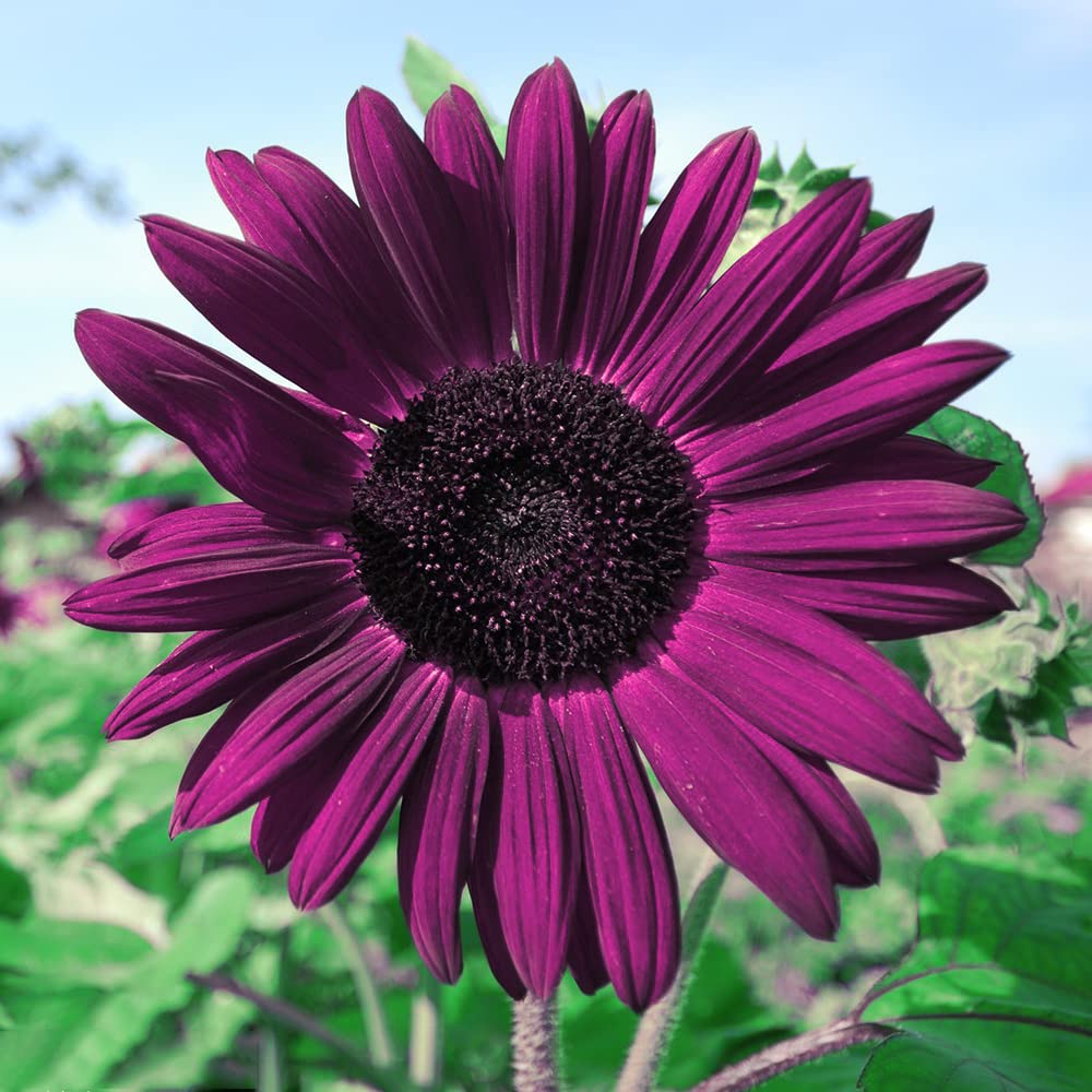 Purple Sunflower Seeds – Rare Vibrant Blooms for Gardens & Landscapes - Image 2
