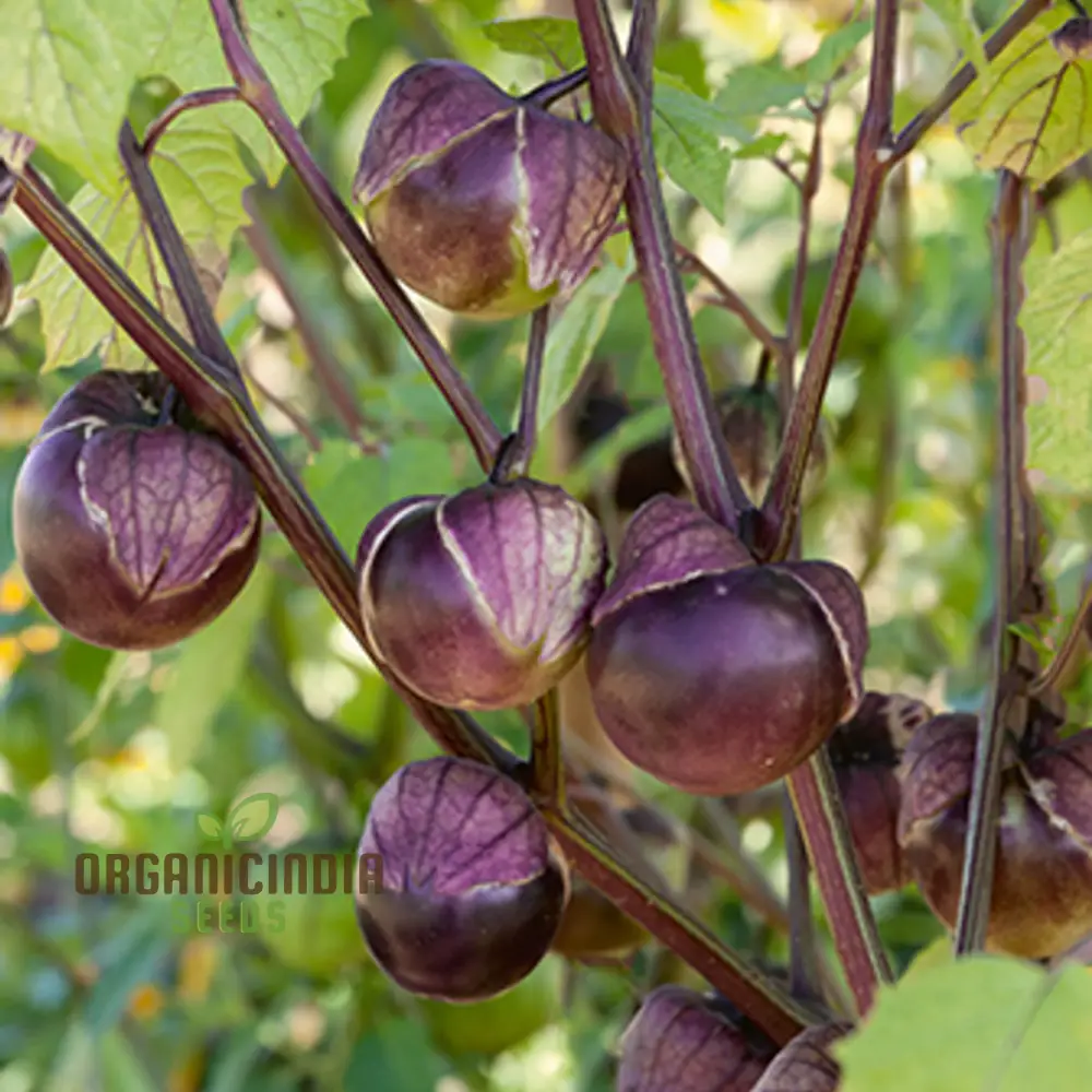 Purple Tomatillo Vegetable Seeds, Expert Tips for Successful Planting and Gardening - Image 3