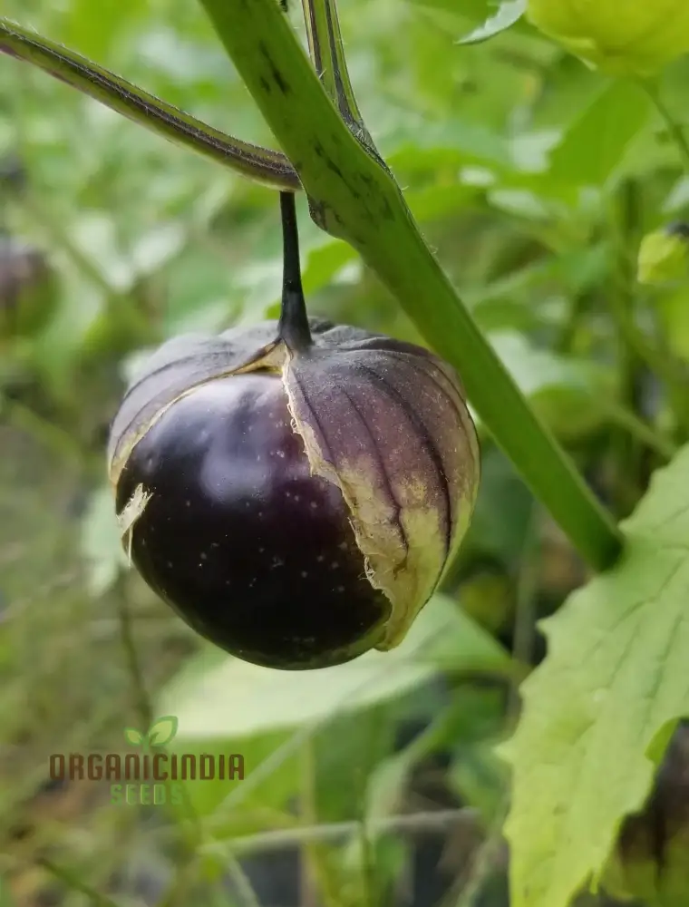 Purple Tomatillo Vegetable Seeds, Expert Tips for Successful Planting and Gardening - Image 4