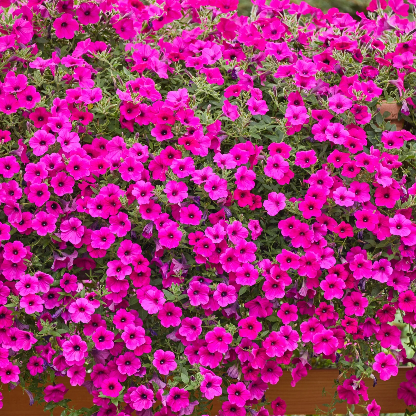 Petunia Seeds (Purple Velvet Petunia Seeds) - Deep Rich Blooms for Gardening & Planting