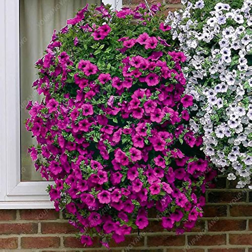 Petunia Seeds (Purple Velvet Petunia Seeds) - Deep Rich Blooms for Gardening & Planting - Image 3