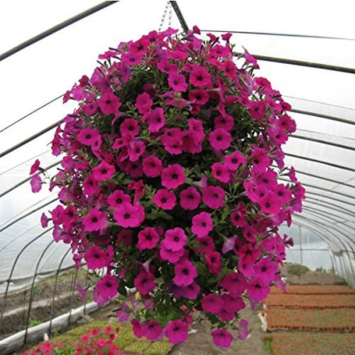 Petunia Seeds (Purple Velvet Petunia Seeds) - Deep Rich Blooms for Gardening & Planting - Image 4