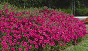 Petunia Seeds (Purple Velvet Petunia Seeds) - Deep Rich Blooms for Gardening & Planting - Image 5