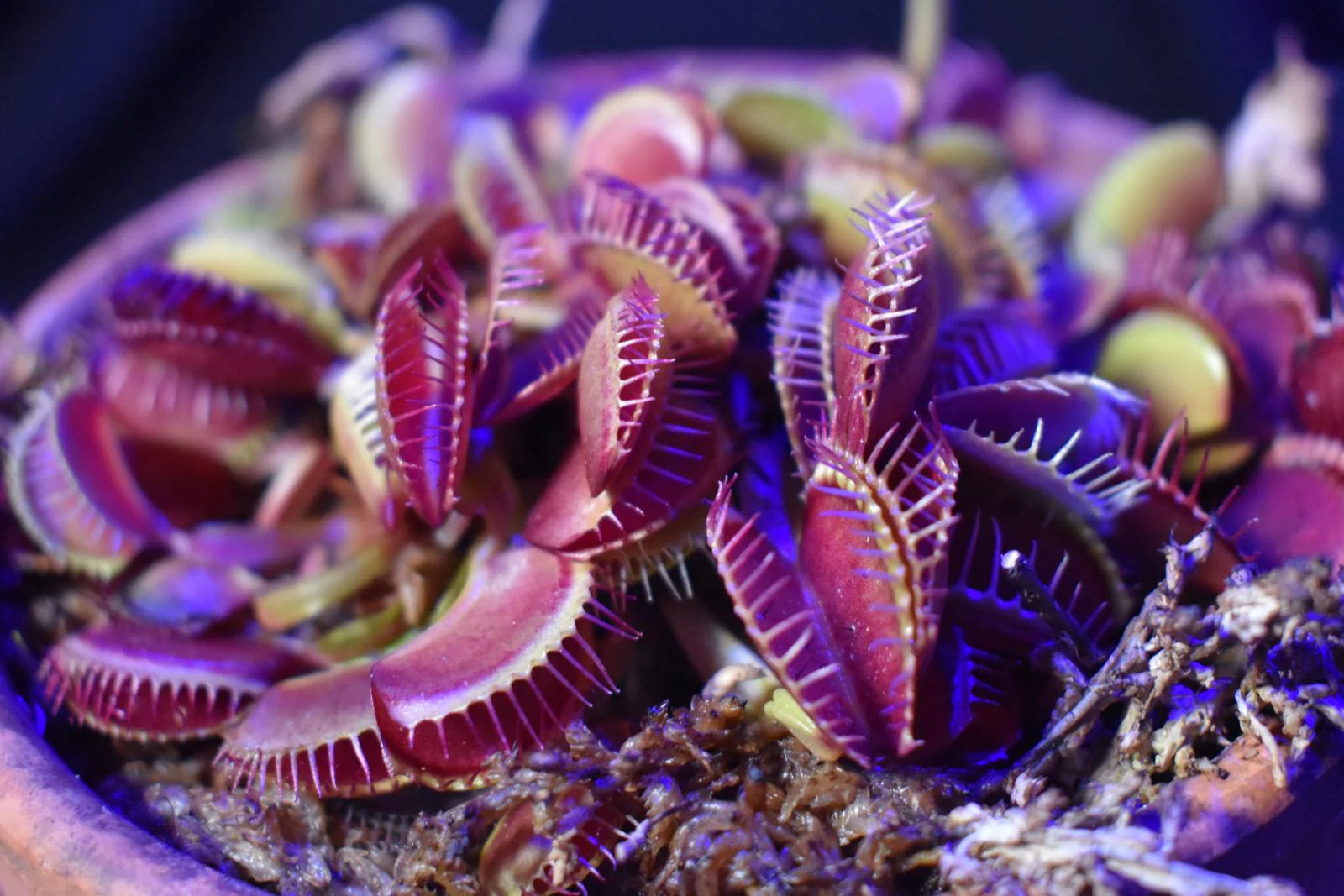 Purple Venus Flytrap Dionaea Muscipula – Exotic Carnivorous Plant with Purple Traps - Image 2