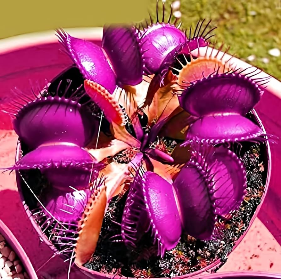 Purple Venus Flytrap Dionaea Muscipula – Exotic Carnivorous Plant with Purple Traps - Image 3