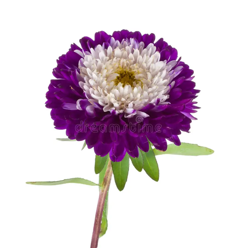 Purple & White Aster Flower Seeds, Beautiful Bi-Color Blooms, Non-GMO - Image 2