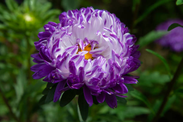 Purple & White Aster Flower Seeds, Beautiful Bi-Color Blooms, Non-GMO - Image 3