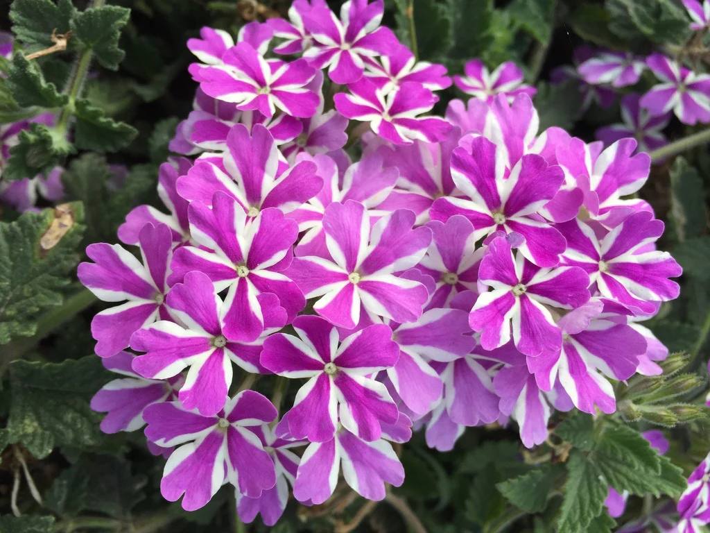 Purple & White Geranium Flower Seeds , Stunning Bi-Color Blooms, Non-GMO - Image 2