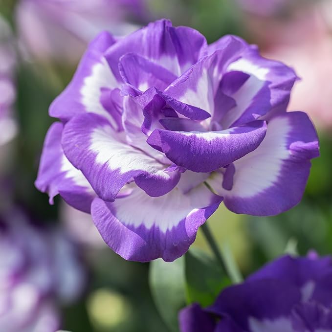 Purple White Lisianthus Seeds – Premium Garden Flower Variety