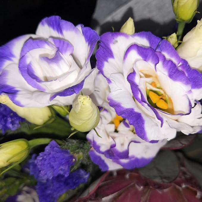 Purple White Lisianthus Seeds – Premium Garden Flower Variety - Image 2