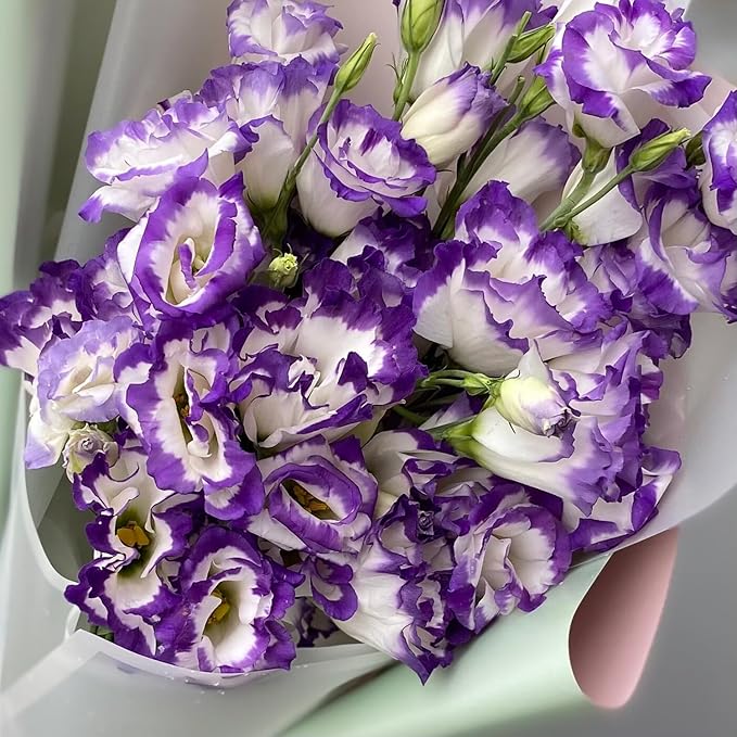 Purple White Lisianthus Seeds – Premium Garden Flower Variety - Image 4