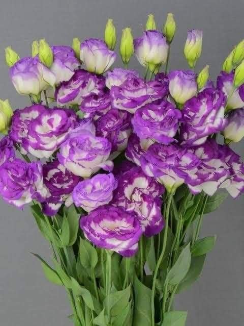 Purple White Lisianthus Seeds – Premium Garden Flower Variety - Image 5