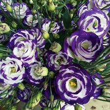 Purple White Lisianthus Seeds – Premium Garden Flower Variety - Image 6