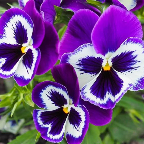 Purple & White Pansy Flower Seeds , Stunning Bi-Color Blooms, Non-GMO