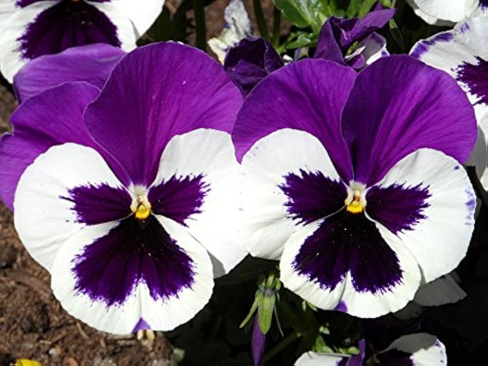Purple & White Pansy Flower Seeds , Stunning Bi-Color Blooms, Non-GMO - Image 2